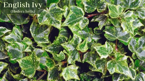 English Ivy